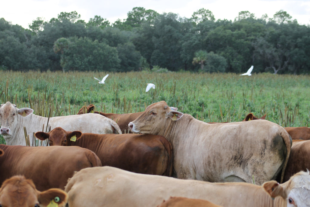 “On To New Pastures” 30x40